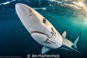 Pelagic Sharks, like this Blue Shark are under the most p... by Jim Machinchick 
